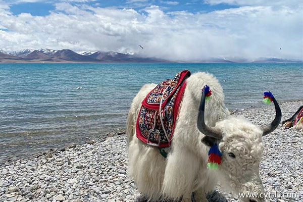 一家四口西藏旅游一周大概多少錢